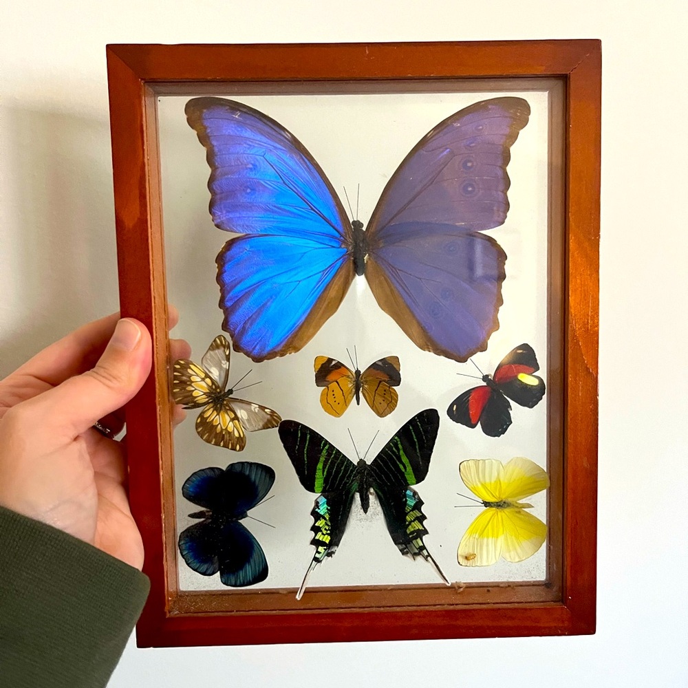 Peruvian Butterflies in Glass Box/Wood Frame
